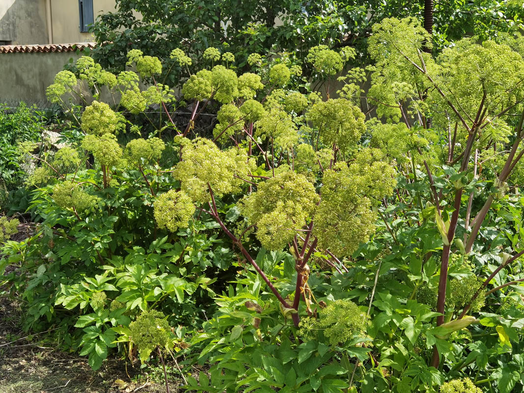 Angelica archangelica